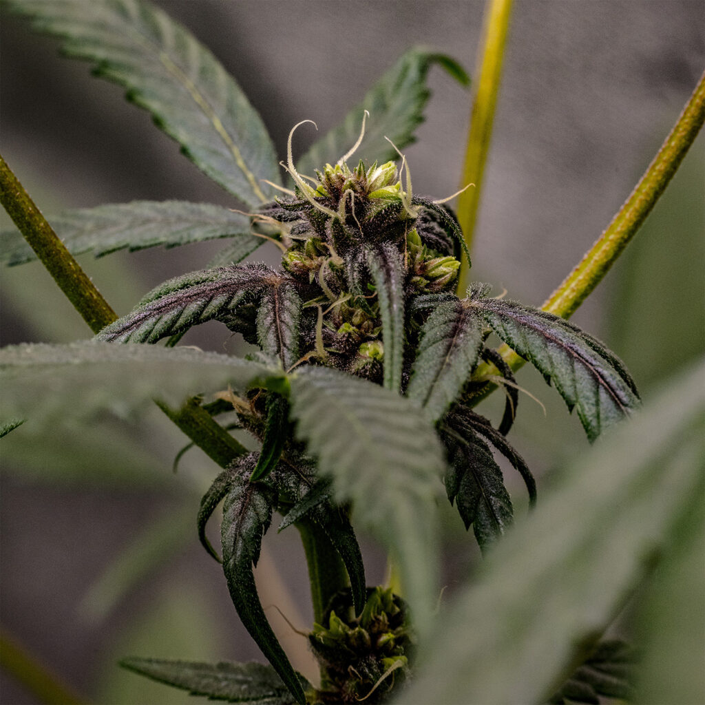 Cannabis flower intersex traits