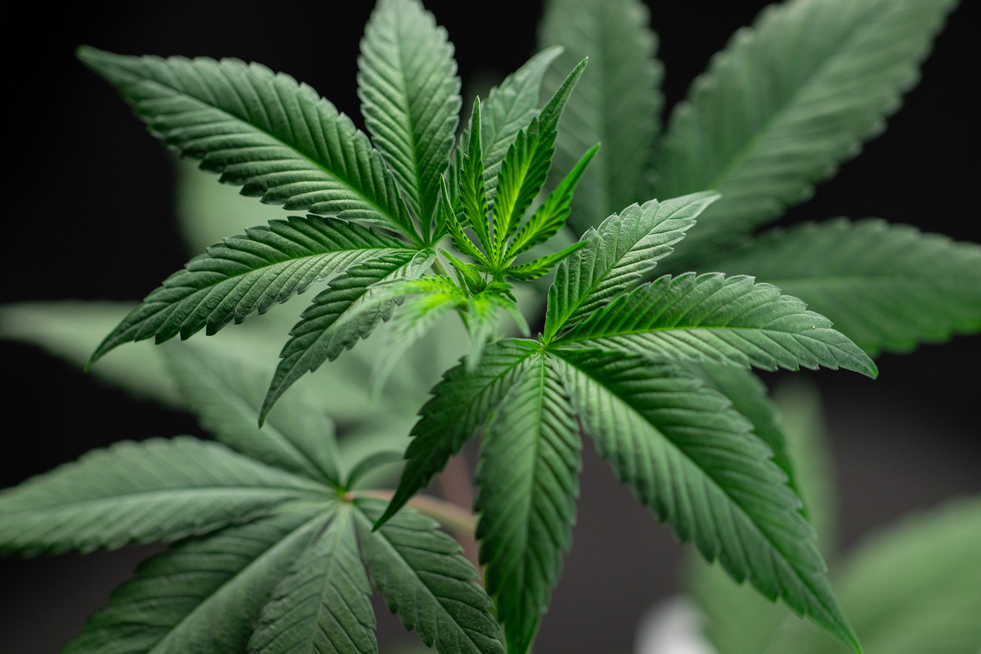 Feminized Cannabis Plantlet