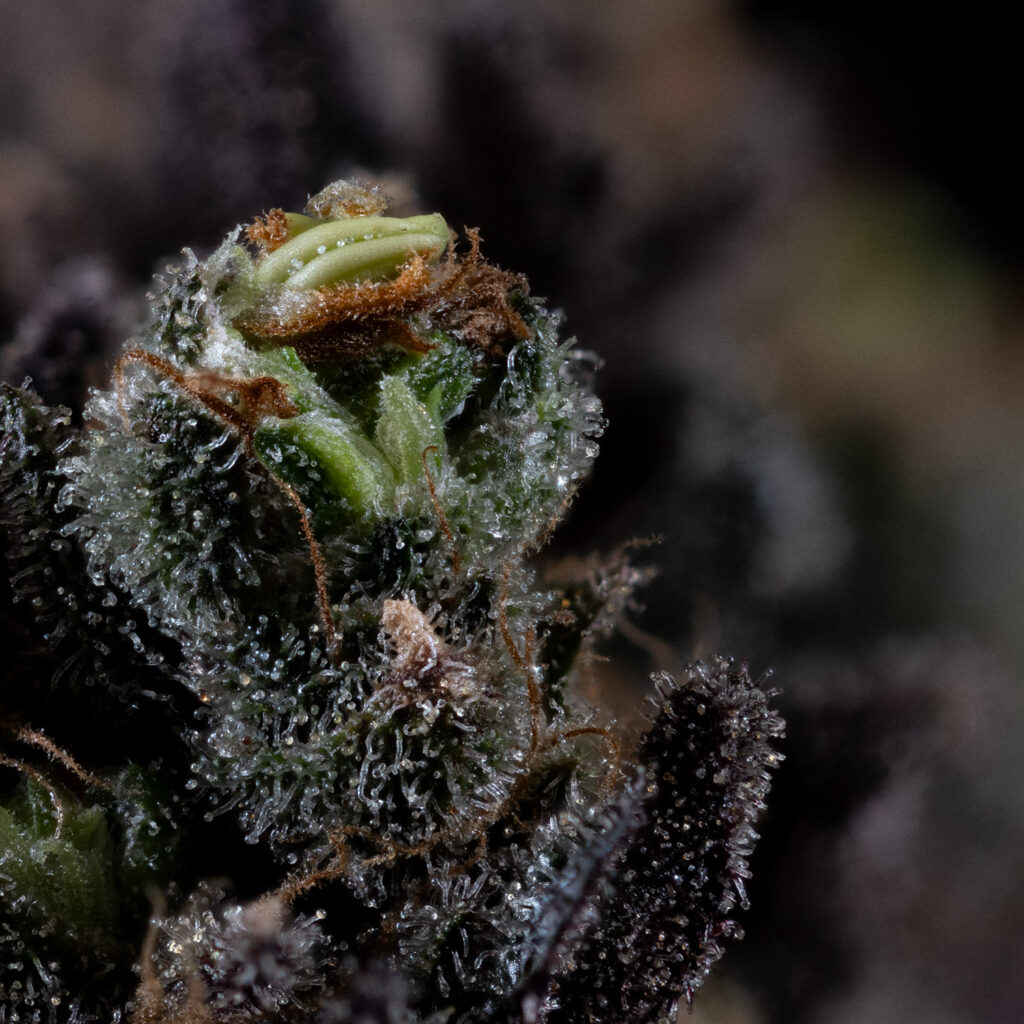 Cannabis plant Rodelized flower