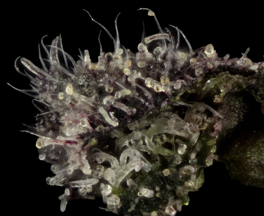 ed-cannabis-harvest-cover-150dpi