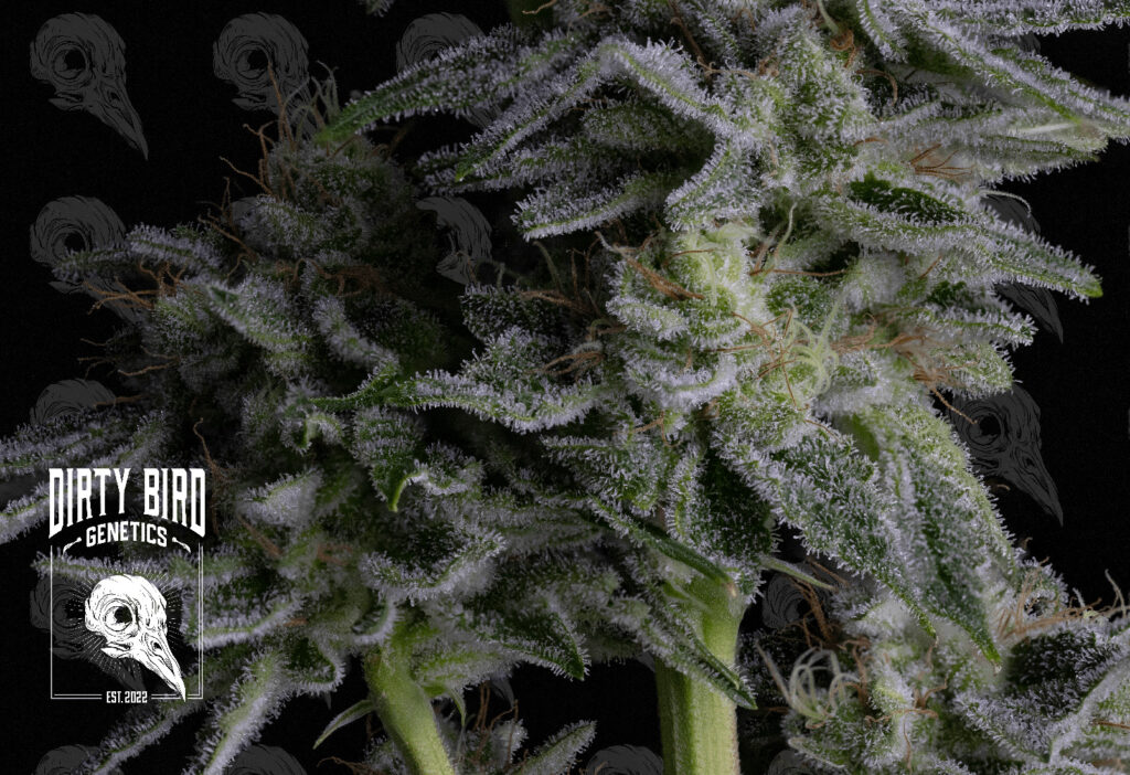 Cannabis Stigma Normal