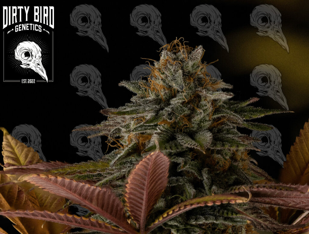 Cannabis Late Stigmas