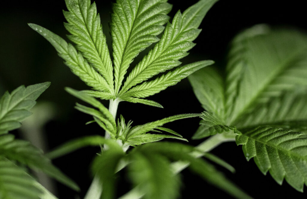 ed-cannabis-labels-cover-150dpi