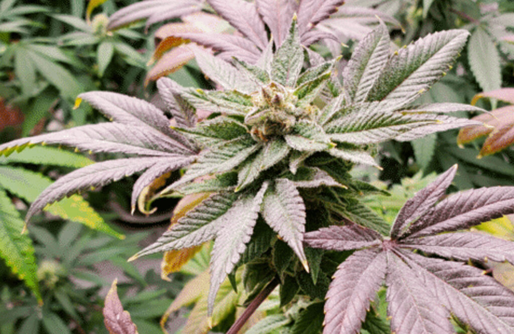 Cannabis leaf with HLVd