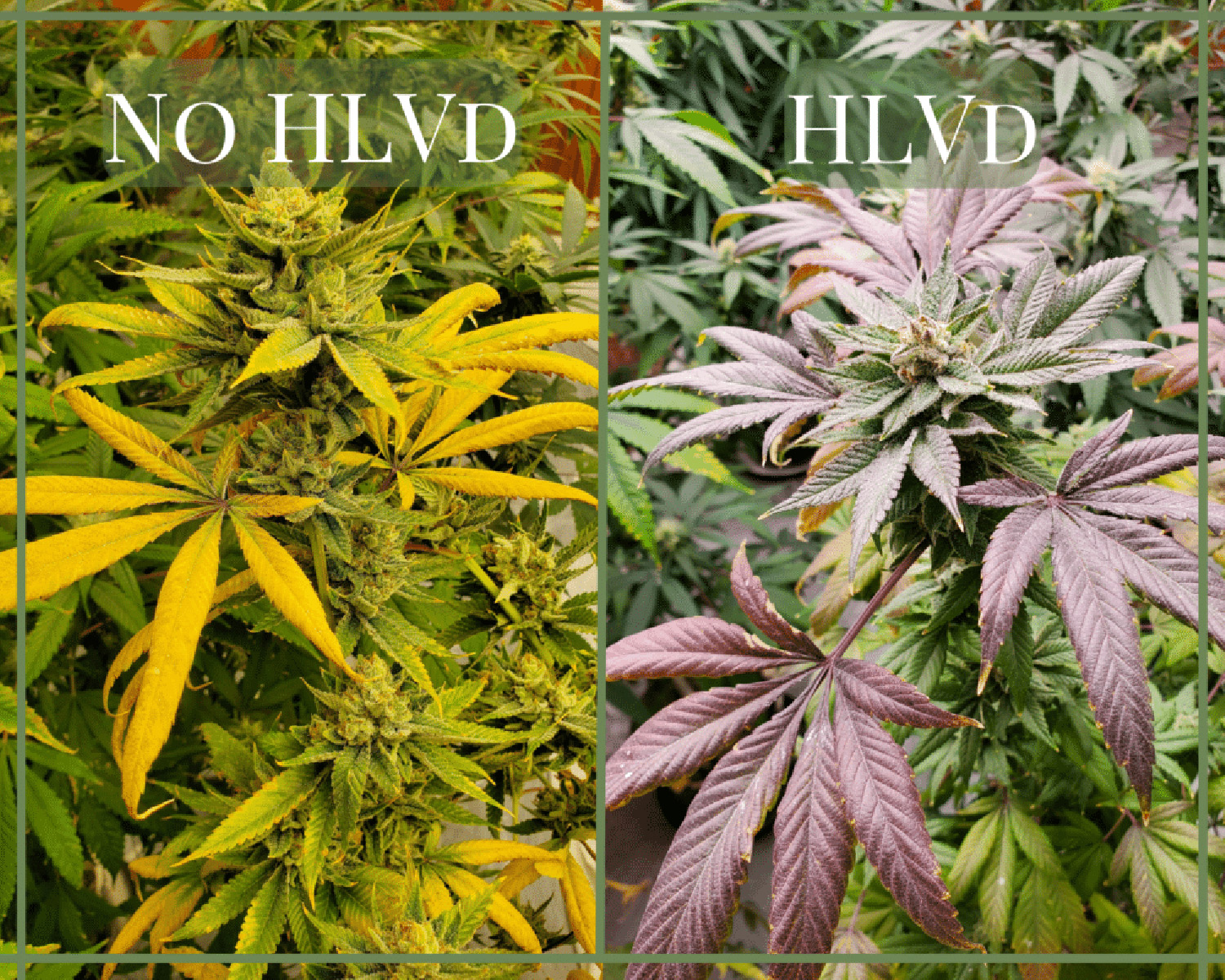 Cannabis leaves with and without HLVd