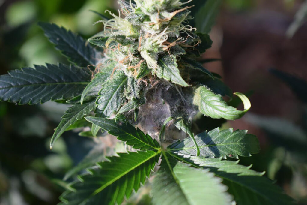 Cannabis Powdery Mildew Botrytis