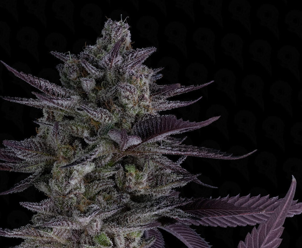 Cannabis Powdery Mildew